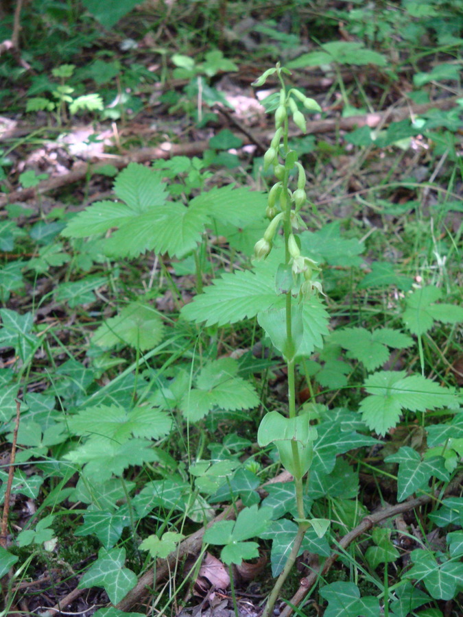 Rare Green-flowered Helleborine, Quarry 1, 20th July, 2008